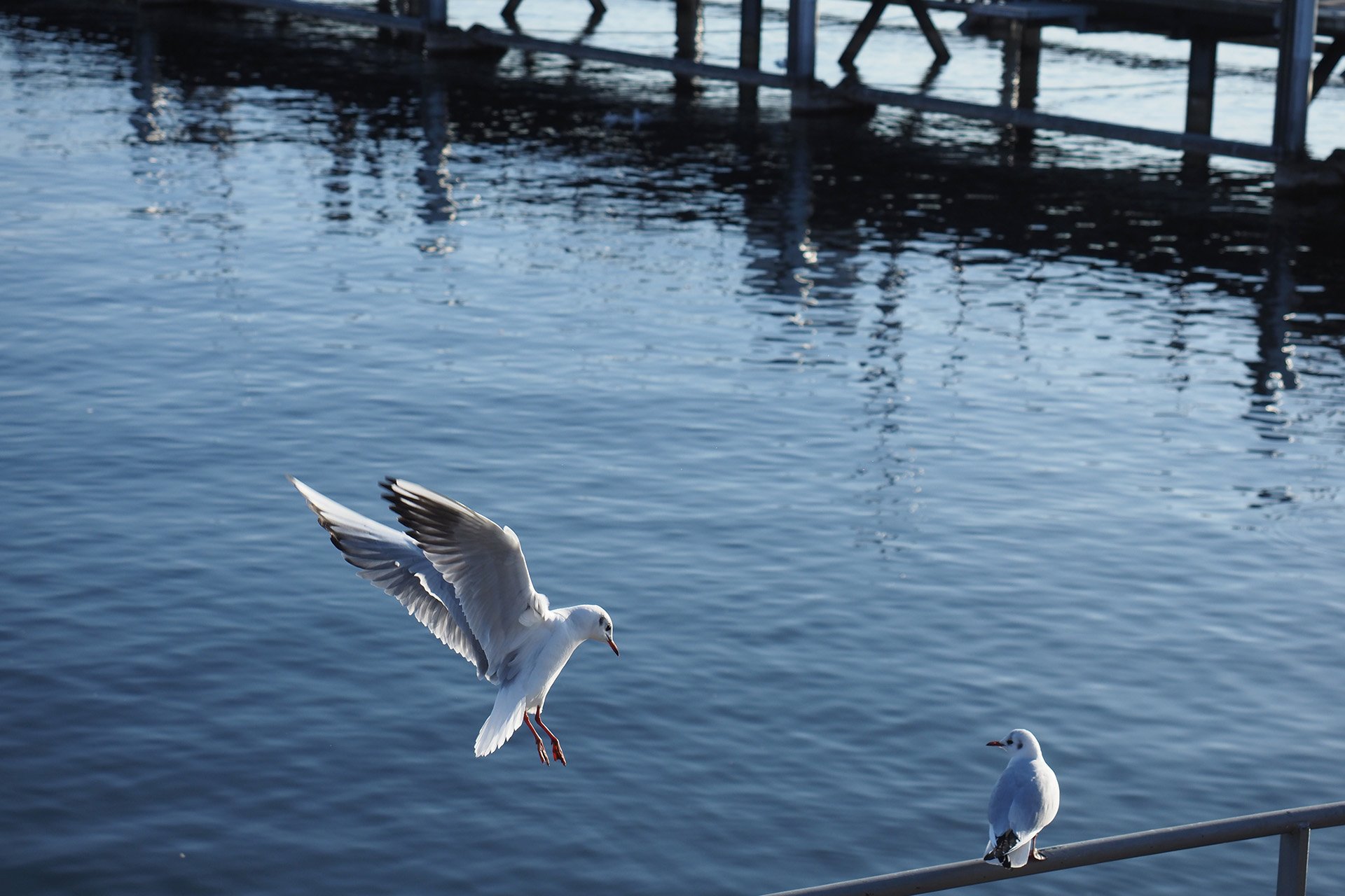 Olympus OM-D E-M1 Mark II: C-AF+Tracking, Bild 07